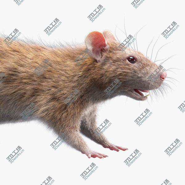 images/goods_img/20210312/Rat (Fur) (2) 3D/1.jpg